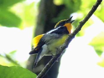 2022年5月26日(木) 舞岡公園の野鳥観察記録