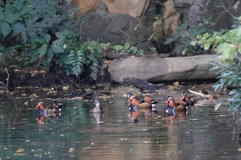 Mandarin Duck Shinjuku Gyoen National Garden Thu, 11/16/2017