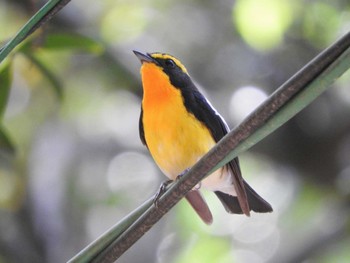 2022年5月23日(月) 奈良公園の野鳥観察記録
