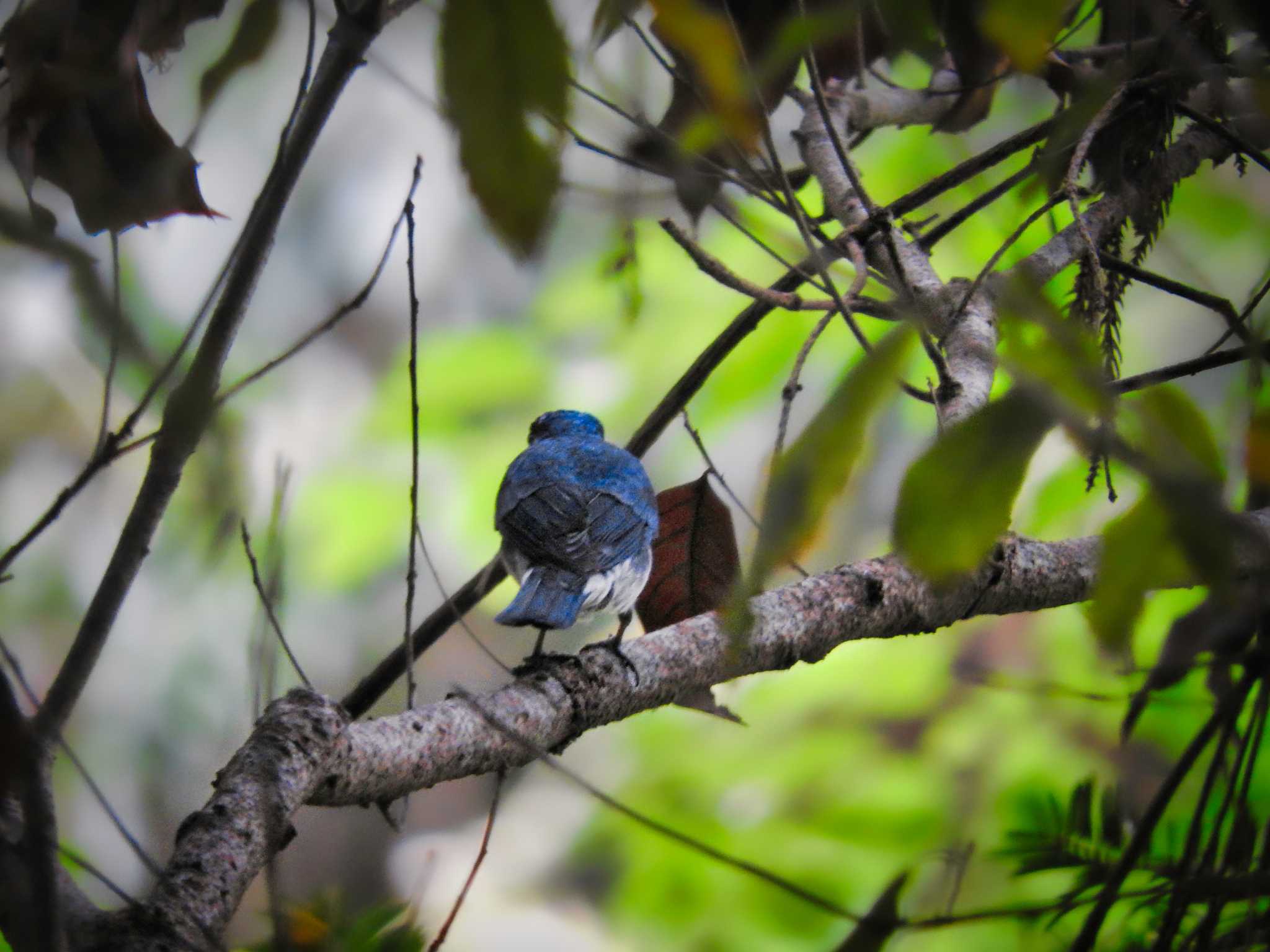 Blue-and-white Flycatcher