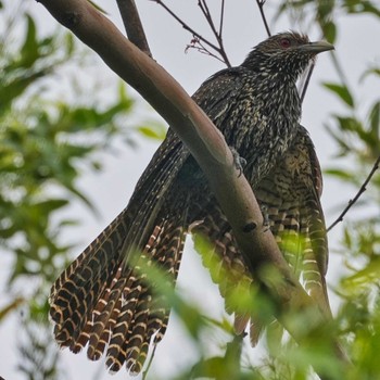 Asian Koel Wat Phra Gam, Ayutthaya Wed, 5/18/2022