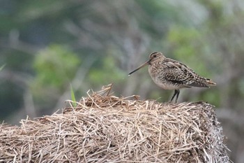 Latham's Snipe 北海道　函館市　函館空港 Thu, 5/26/2022