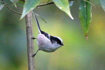 Thu, 11/16/2017 Birding report at Shinjuku Gyoen National Garden