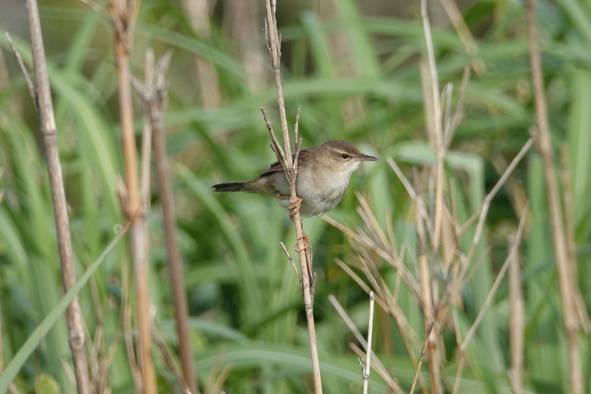 Styan's Grasshopper Warbler