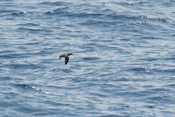 Ancient Murrelet Hegura Island Thu, 5/26/2022