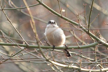 エナガ 三ツ池公園(横浜市鶴見区) 2017年12月22日(金)