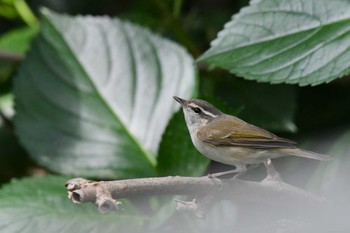 Thu, 5/26/2022 Birding report at Hegura Island