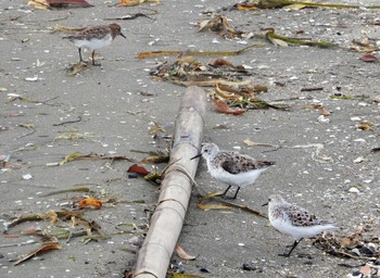 2022年5月26日(木) 稲毛海浜公園の野鳥観察記録