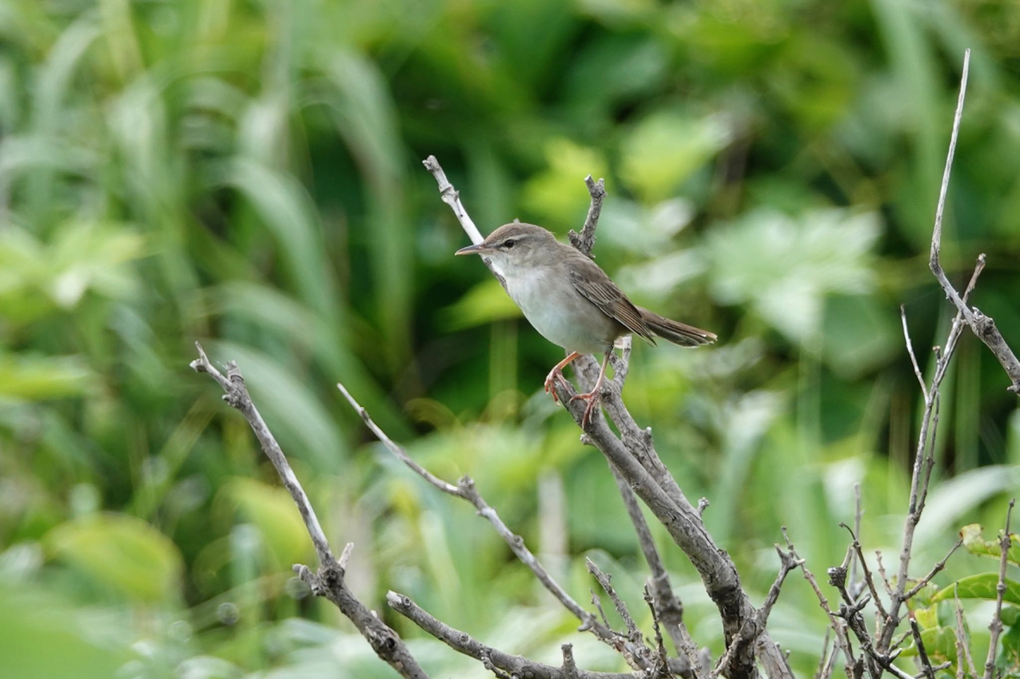 三宅島 ウチヤマセンニュウの写真 by のどか