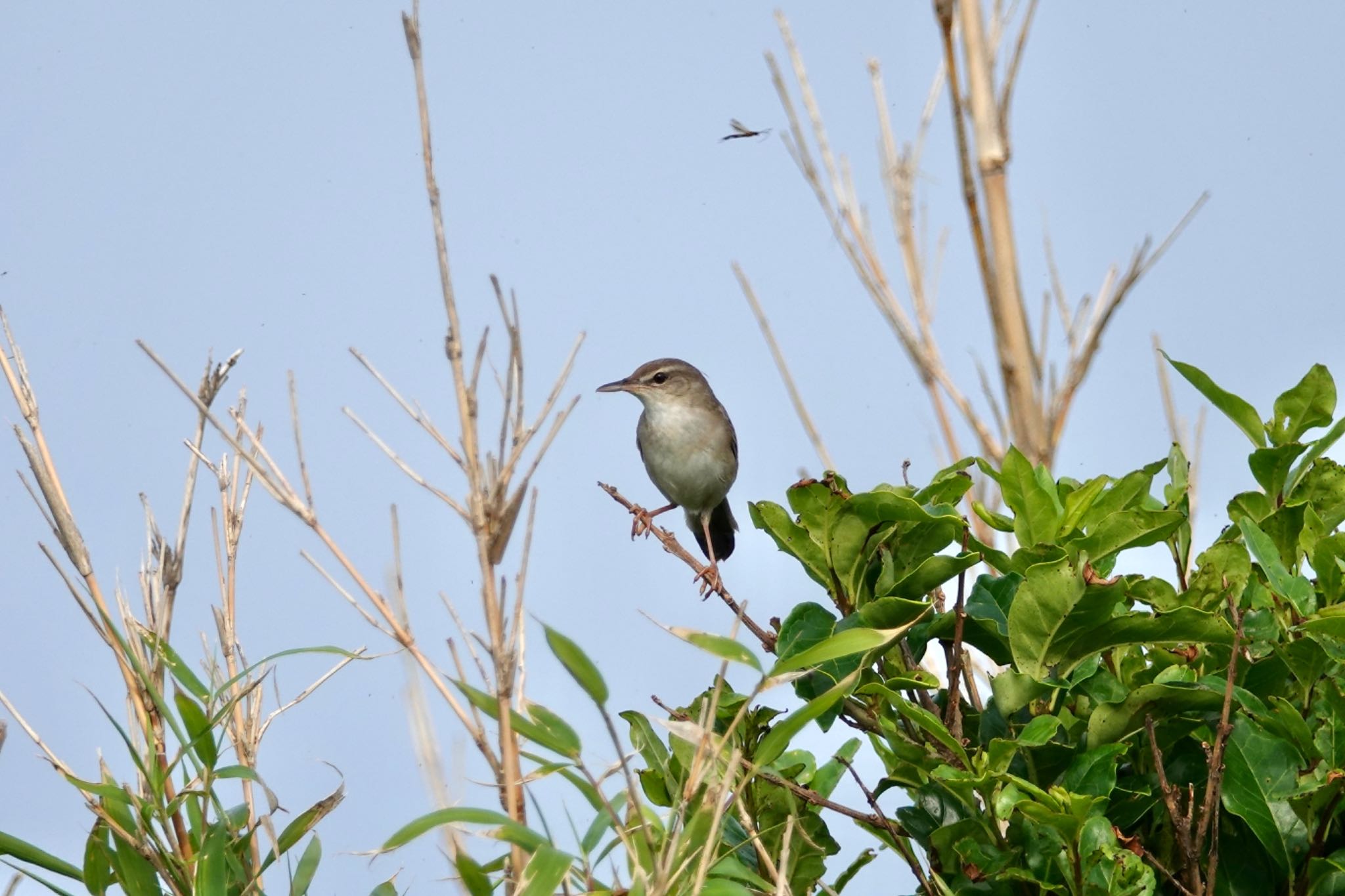 Styan's Grasshopper Warbler