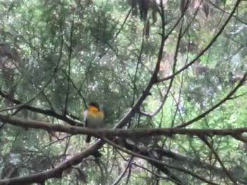 2022年5月21日(土) 武蔵五日市の野鳥観察記録