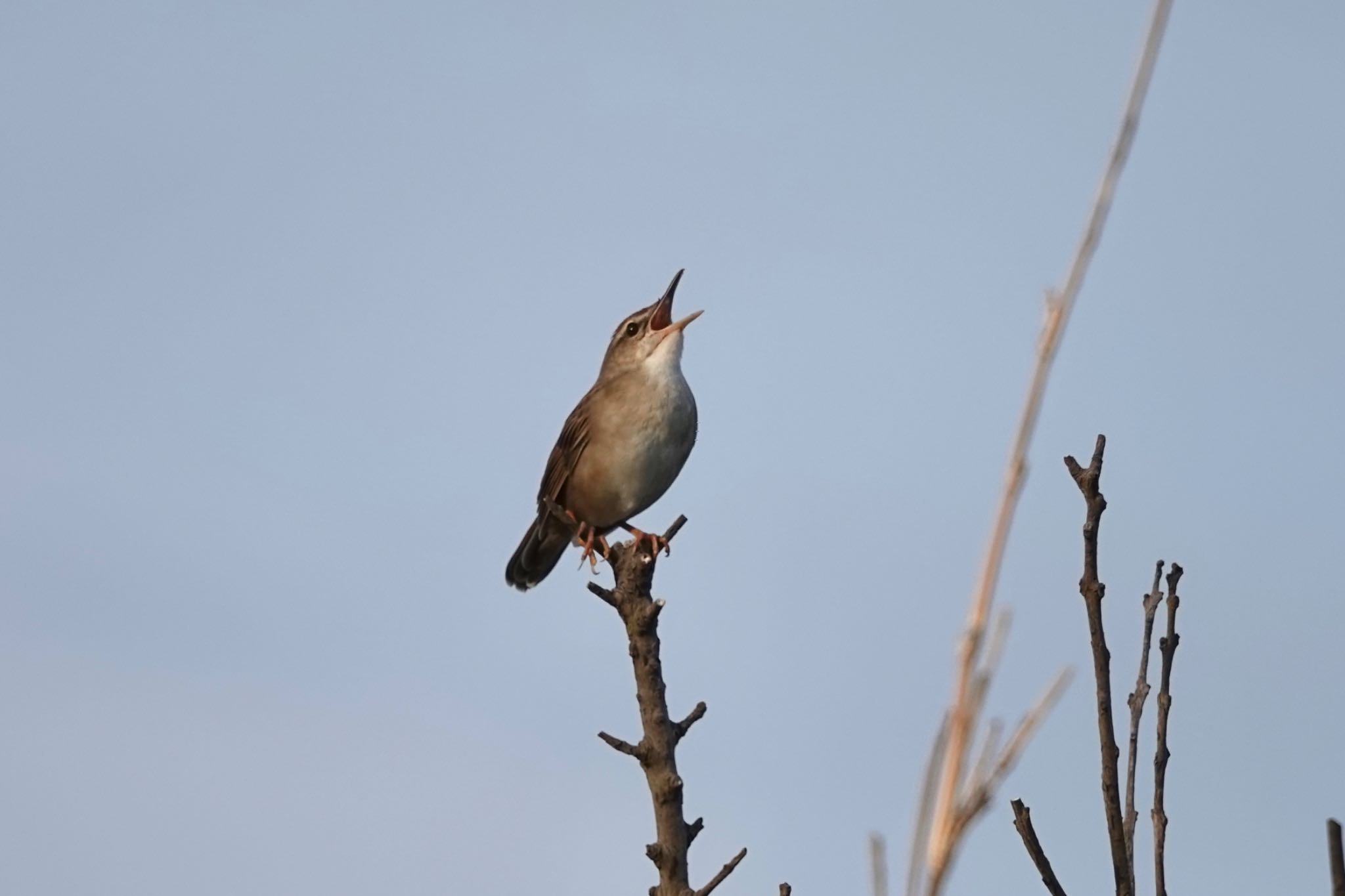 Styan's Grasshopper Warbler