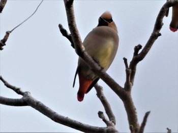 2022年4月11日(月) 普正寺ノ森の野鳥観察記録