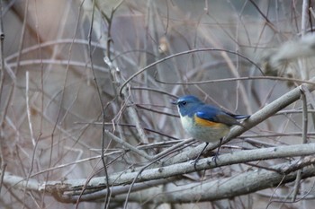 ルリビタキ 秋ヶ瀬公園 2017年12月22日(金)