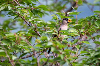 Japanese Grosbeak 菜の花台 Wed, 5/25/2022