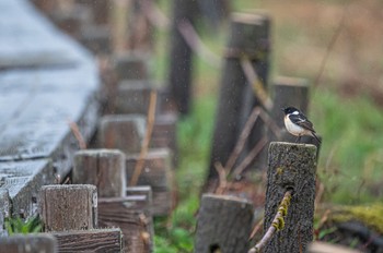 Amur Stonechat 長野県 Thu, 5/26/2022