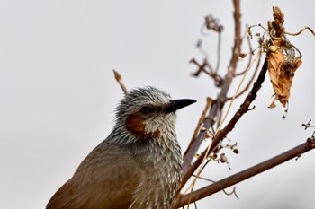 Brown-eared Bulbul 磐田大池 Sat, 2/12/2022