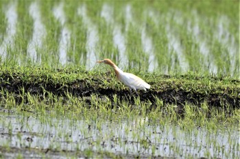 アマサギ 吉川市 2022年5月24日(火)