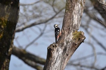 オオアカゲラ 戸隠森林植物園(戸隠森林公園) 2022年5月22日(日)