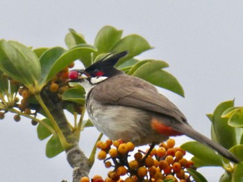 Red-whiskered Bulbul Nowra, NSW, Australia Sat, 12/26/2020