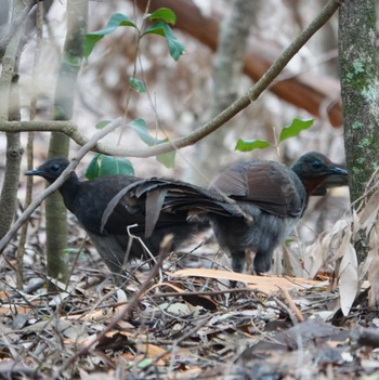 Superb Lyrebird Pebbly Beach, NSW, Australia Fri, 12/25/2020