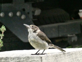 Grey Butcherbird Nowra, NSW, Australia Sat, 12/26/2020
