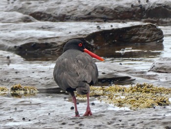 Sooty Oystercatcher Pebbly Beach, NSW, Australia Fri, 12/25/2020