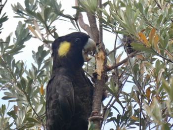 Yellow-tailed Black Cockatoo North Narooma, NSW, Australia Wed, 12/23/2020