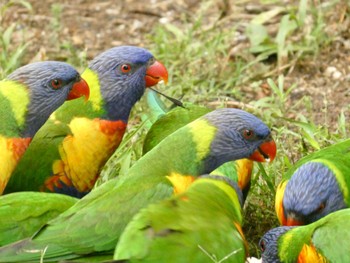 ゴシキセイガイインコ Batemans Bay, NSW, Australia 2020年12月25日(金)