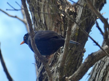 Common Blackbird Eden, NSW, Australia Tue, 12/22/2020