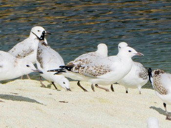 Silver Gull Lake Jindabyne, Snowy Mountains, NSW, Australia Tue, 12/22/2020