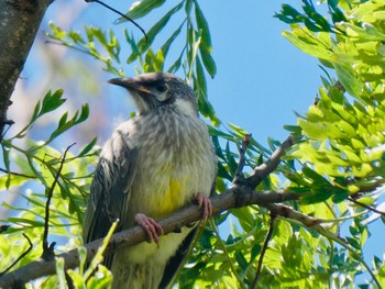 アカミミダレミツスイ Eden, NSW, Australia 2020年12月22日(火)