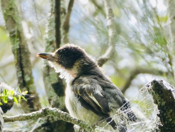 Grey Butcherbird Narragingy Reserve, Doonside, NSW, Australia Sat, 12/12/2020