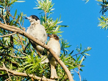 ハイイロモズガラス Dobroyd Point, NSW, Australia 2020年12月6日(日)