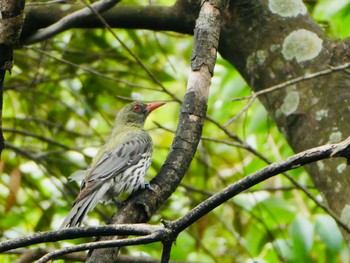 Olive-backed Oriole Warners Park, Northbridge, NSW, Australia Thu, 12/10/2020