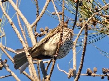 Australasian Figbird Dobroyd Point, NSW, Australia Sun, 12/6/2020