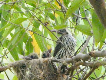 Olive-backed Oriole Warners Park, Northbridge, NSW, Australia Sat, 12/5/2020