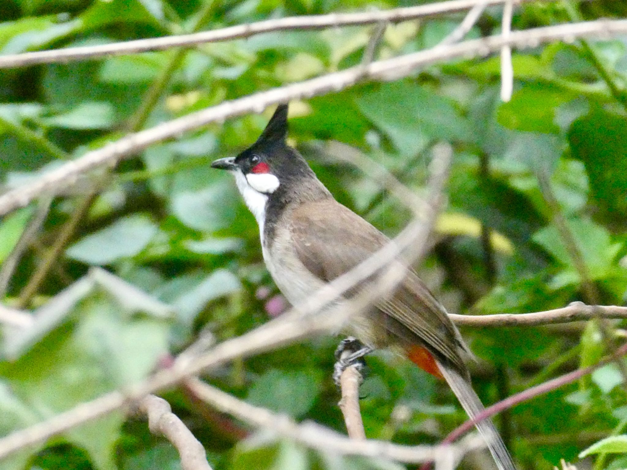 Photo of Red-whiskered Bulbul at Warners Park, Northbridge, NSW, Australia by Maki