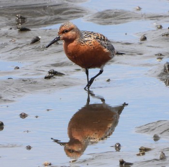 Red Knot Unknown Spots Sat, 4/16/2022