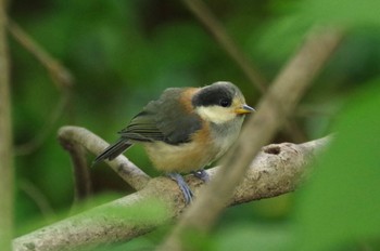 Varied Tit 玉川上水 Thu, 5/26/2022