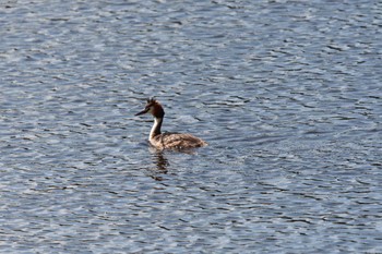 Great Crested Grebe Nagahama Park Wed, 5/25/2022