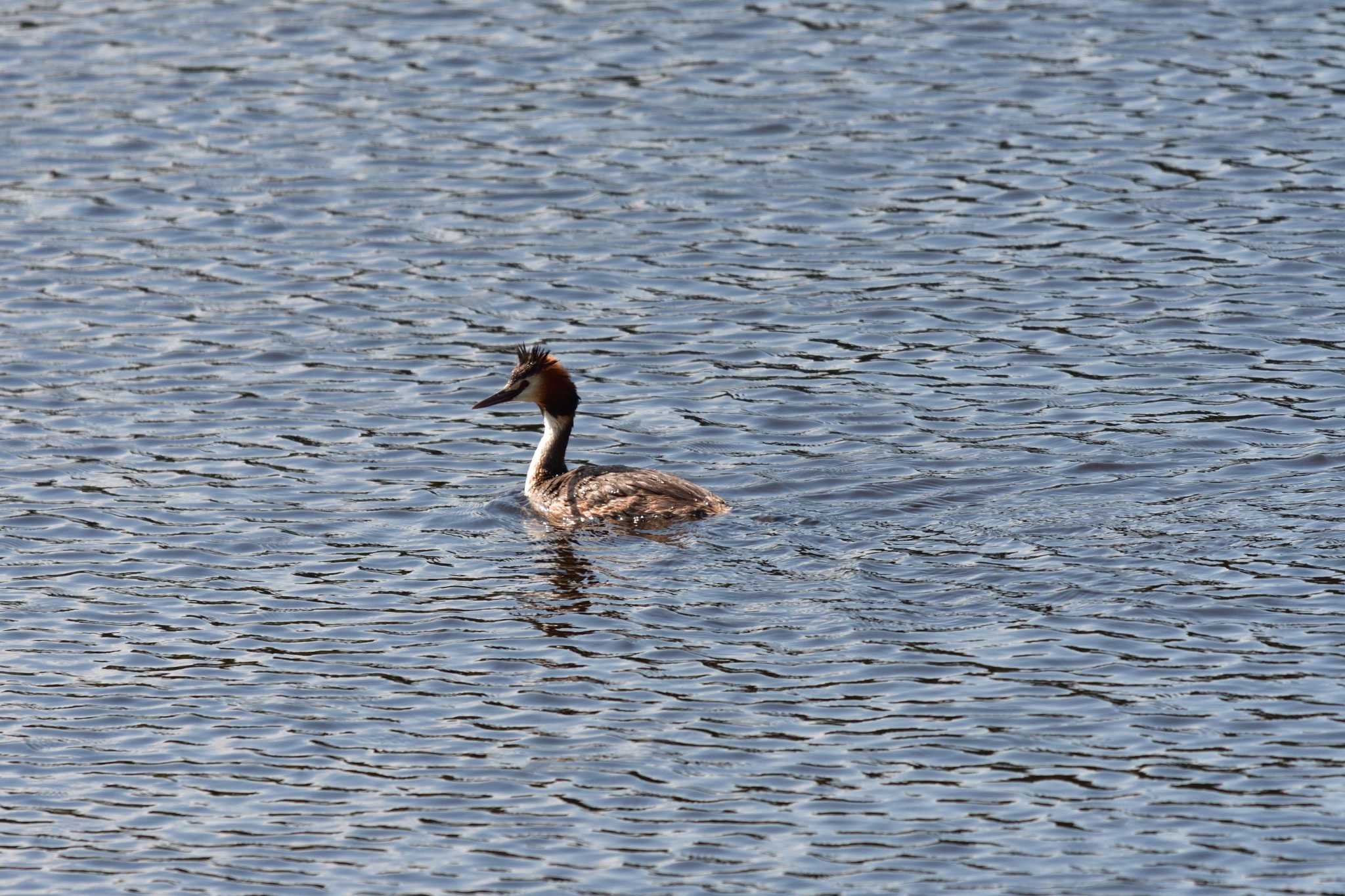 Photo of Great Crested Grebe at Nagahama Park by やなさん