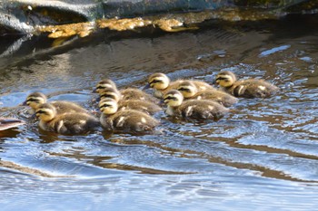 カルガモ 長浜公園 2022年5月25日(水)