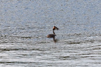 カンムリカイツブリ 長浜公園 2022年5月25日(水)