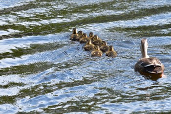 カルガモ 長浜公園 2022年5月25日(水)