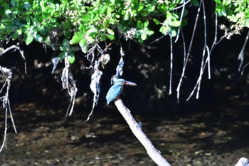 Common Kingfisher Nagahama Park Wed, 5/25/2022