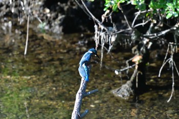 カワセミ 長浜公園 2022年5月25日(水)