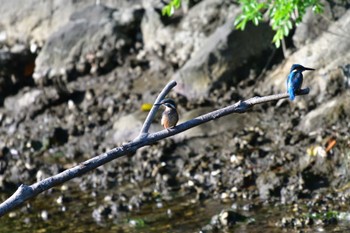 Common Kingfisher Nagahama Park Wed, 5/25/2022