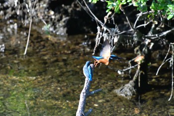 カワセミ 長浜公園 2022年5月25日(水)