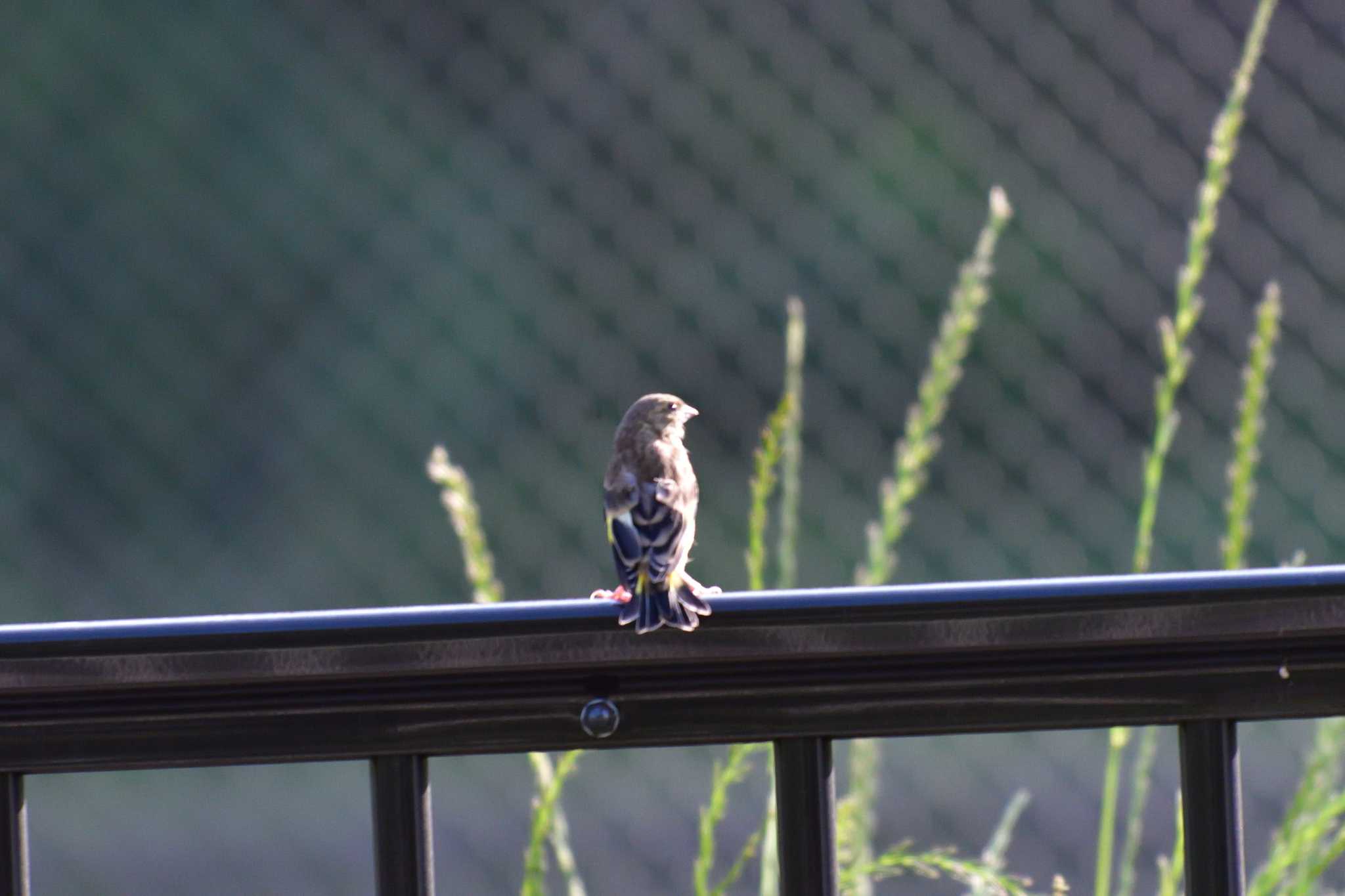 Photo of Grey-capped Greenfinch at Nagahama Park by やなさん